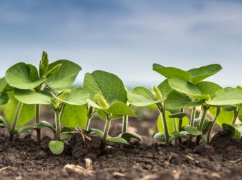 field of green leaves growing from ground in microfarm