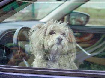 Small white dog looking out side of a window inside a closed hot car